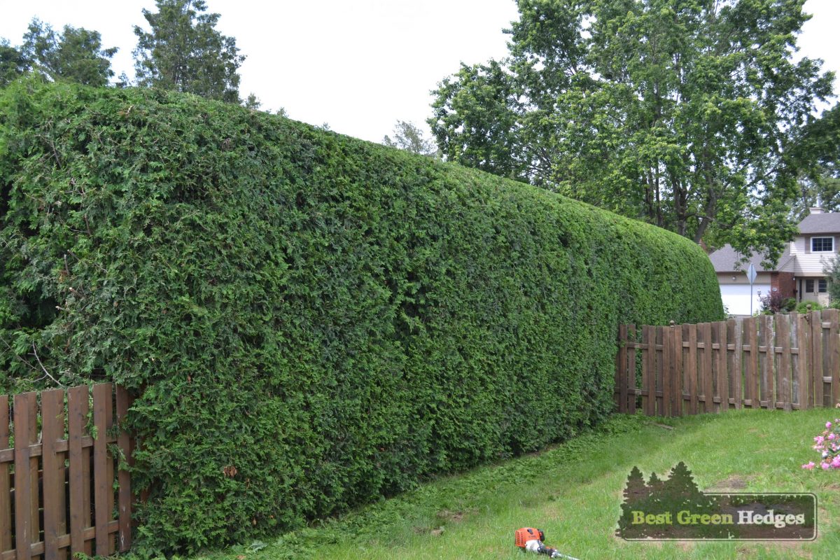 Hedge Trimming | Best Green Hedges