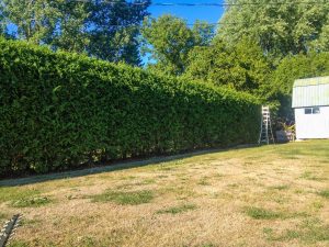 Best Green Hedges photo 7